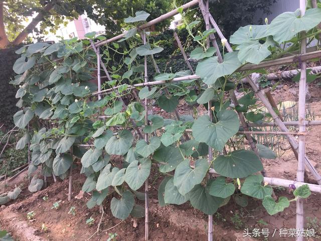 菜园子里种了几棵瓠子，种植方法简单，只是一不留神就长成了瓜王