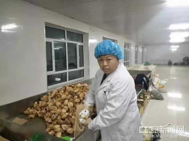 挑担把滑子菇引进哈尔滨，遭遇雪灾损失近千万元，研发蘑菇调料再闯市场……丨“蘑菇姐姐”遇见了最美的自己