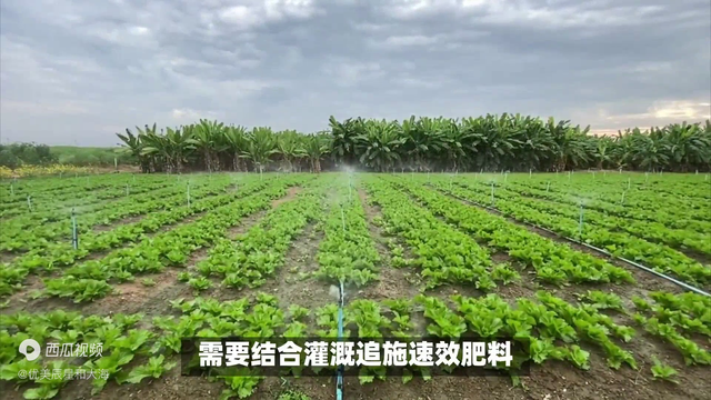 大白菜如何种植？视频中有方法
