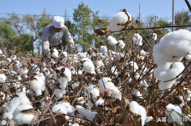 怎样才能种出高产的棉花，需要准备什么呢？又涨知识了