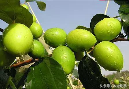 台湾青枣到底怎么种植？