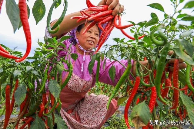 辣椒怎样栽种才能更多开花结果提高产量？教你几个种植技巧