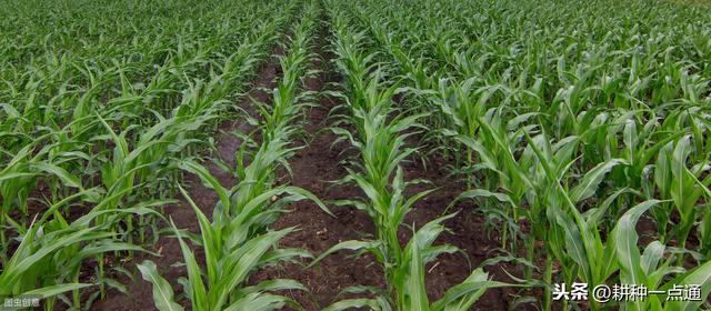 糯玉米高产栽培技术要点掌握好，收益就能增倍