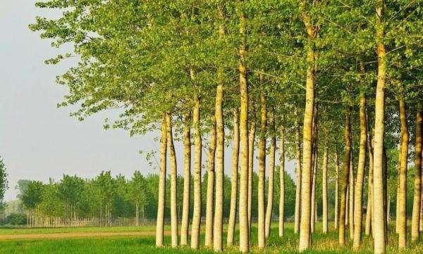 杨树栽培管理技术，及病虫害防治措施，保证杨树质量促进健康生长