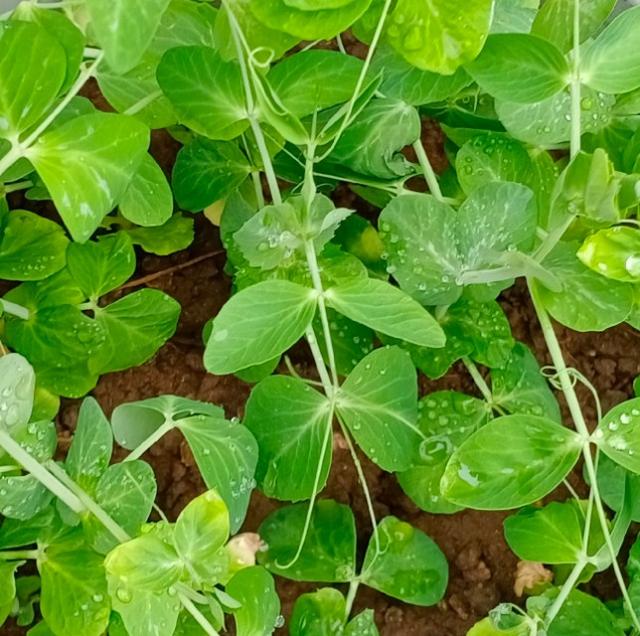 豌豆如何种植，才能出苗齐全又苗壮，有那些要注意呢