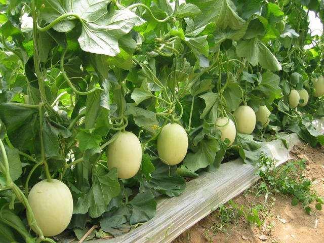 秋季大棚甜瓜绿色高效栽培技术，及病虫害防治措施，确保甜瓜品质