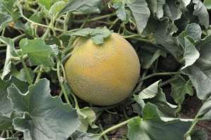 南方香瓜的种植技术(露地甜瓜怎样才能创造高产？掌握6项栽培技术，科学管理是关键)