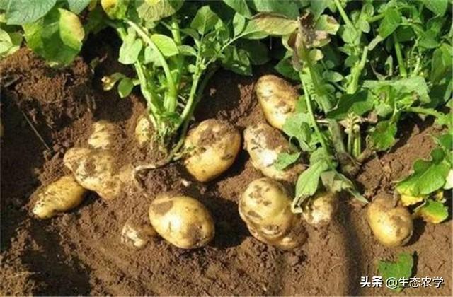 马铃薯种植，想要取得优质高产，种植技术很关键