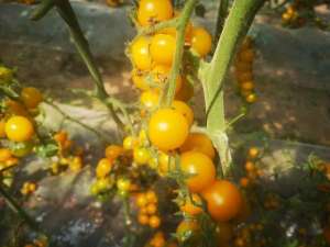 以色列果树种植技术(以色列的金色圣女果，亩产值可达10万元，能不能种？)