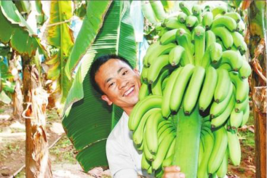 香蕉，种植小窍门，教你如何成为种植香蕉的老司机