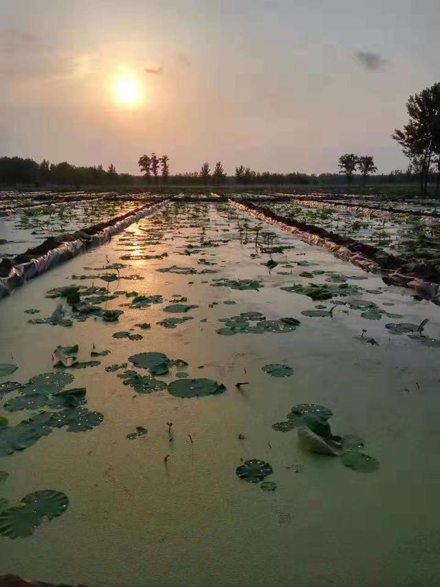 莲藕高产高效栽培技术体系（适用于黄河流域）