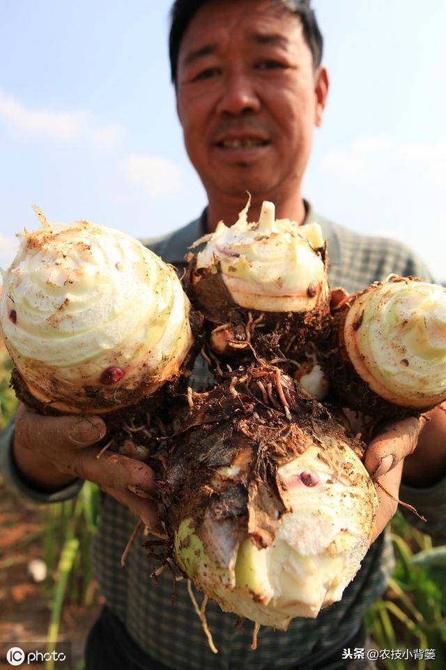 要想芋头种植产量大、品质高、收益好，这些种植管理技巧要知道