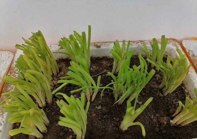 家庭如何种植小葱？教你一个方法，长势旺盛、郁郁葱葱、收获不错