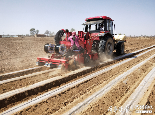 机器种地一机顶十人！胶州土豆播种机让农忙变“农闲”