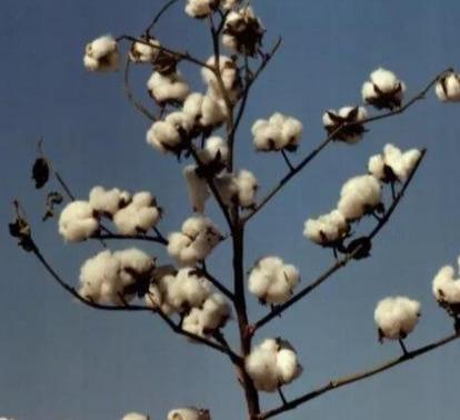 棉花发展史：长途迁徙，在此安家，没有棉花的日子古人怎么过？