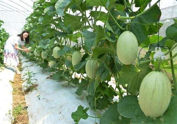 菜瓜主要栽培技术，田间管理及病虫害防治，不可忽视的小技巧