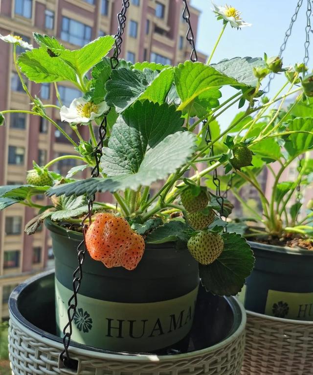 秋冬养盆栽草莓，记住3点，冬季春季都有果子吃、幸福感满满