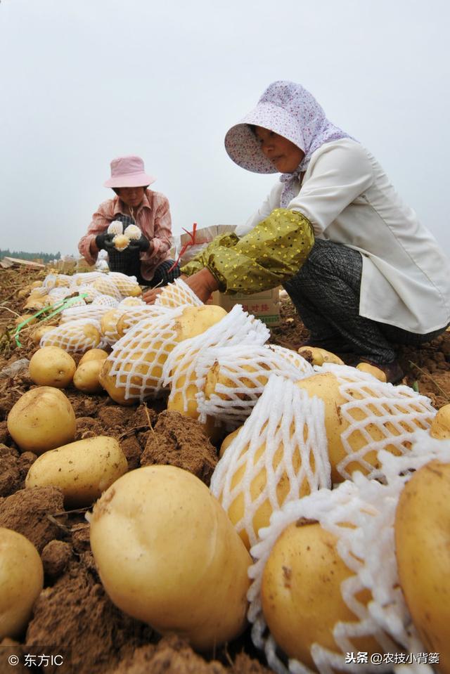 马铃薯如何种植管理，才能出苗齐壮、产量增加、提高品质？