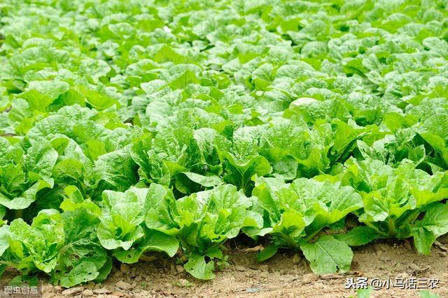 大白菜几月份种植最好，如何种植大白菜产量才会高