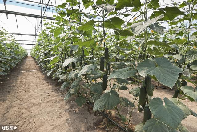 温室迷你小黄瓜栽培技术，掌握好黄瓜生长环境，以下几点不妨看看