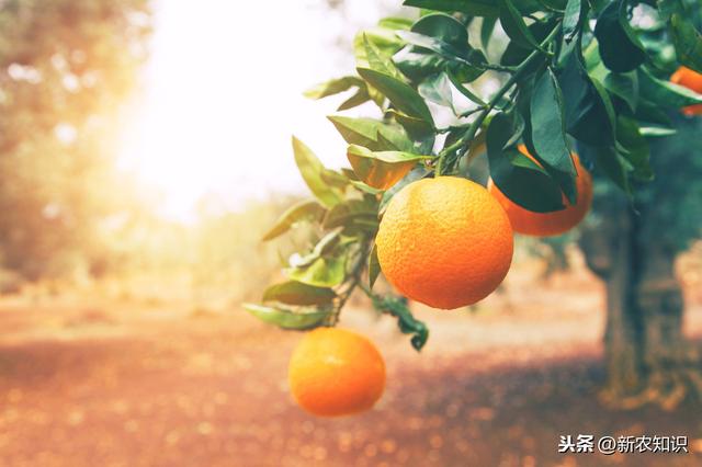 柑橘种植技术，这些方法解决你的大难题