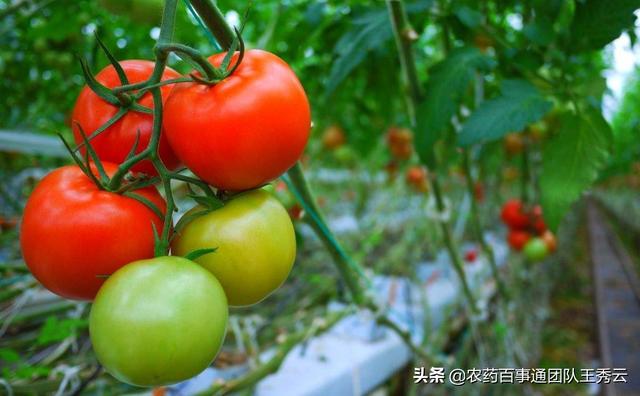 越冬茬西红柿，巧用玉米秸提地温，根系好，秧子壮，产量不愁