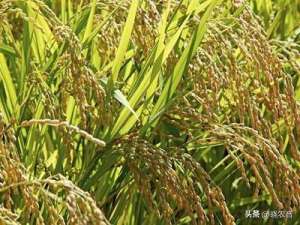 种植水稻步骤(水稻的种植技巧大揭秘)