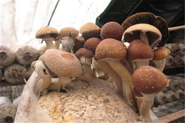 茶树菇栽培技术，种植方法既简单又方便，不妨学习一下