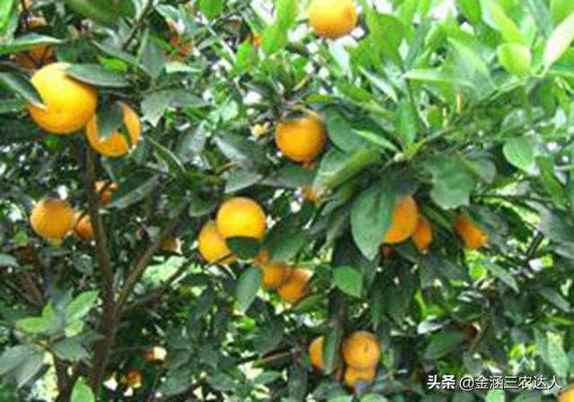 伏令夏橙的栽培，知道了幼树的整形，就能让夏橙的产量提高