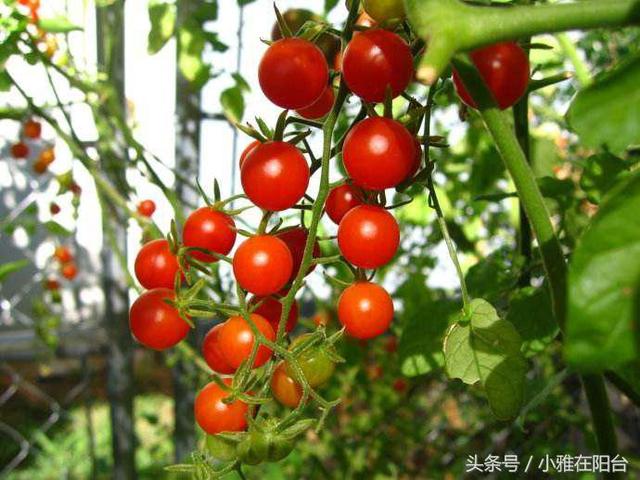 家里种小番茄，两个小步骤，一棵结好几十个，果子压弯枝