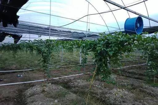 北方能不能种植百香果？百香果大棚栽培技术介绍！