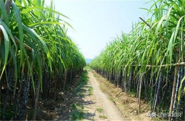 甘蔗高产高糖栽培技术，只有使用合适的方法，才能种出高质量甘蔗