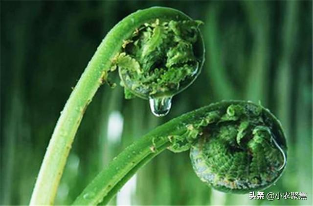 蕨菜的人工栽培技术，种植的话它对生长环境有什么要求？一起看看