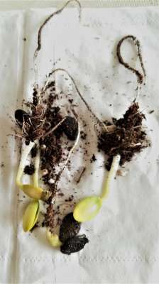 肉丝瓜种子的种植方法(丝瓜种子土里栽培，催芽快，起苗高的好方法)