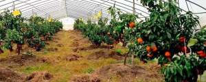 红果树种植方法(红美人柑橘种植技术)