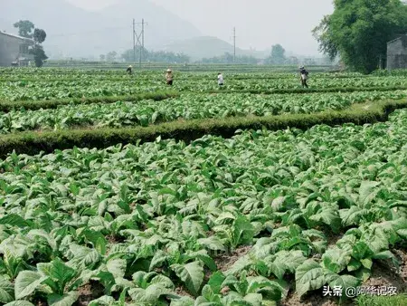 种植烟叶，掌握好施肥方法，有效提高产量