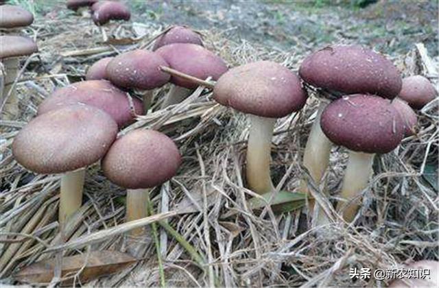 种植大球盖菇，使用正确的方式栽种，再使用科学的方式管理