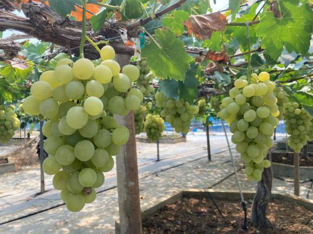 探访江苏葡萄种源“芯片”基地：300多种葡萄资源圃什么样？怎样种出极品葡萄？
