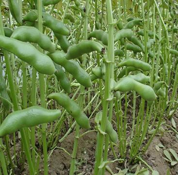 蚕豆的种植技术