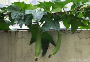 水瓜种植(阳台种丝瓜用这个窍门，藤蔓爬到三米长，丝瓜结的多，每天可采摘)