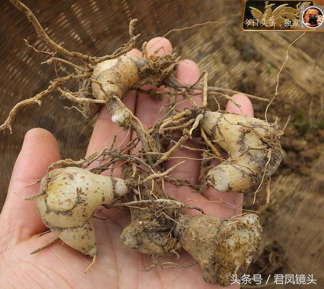 湖北宜昌：农民种植白芨！名贵中药材，售价320元一斤！