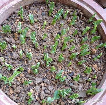 阳台种菜：丢一把豌豆在盆里，20天长成漂亮的盆栽，好吃又美观！