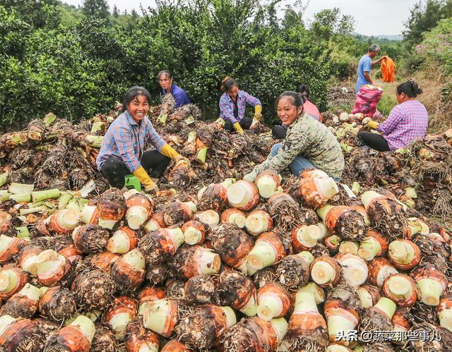 槟榔芋栽培新技术：配方施肥+高畦覆膜，轻松实现省力化