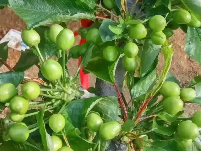 大棚种植大樱桃，温度和湿度如何管控？