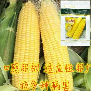天津玉米种植时间(这玉米种，口感超甜，适应性超广，多地现在就能种快看有你家吗)