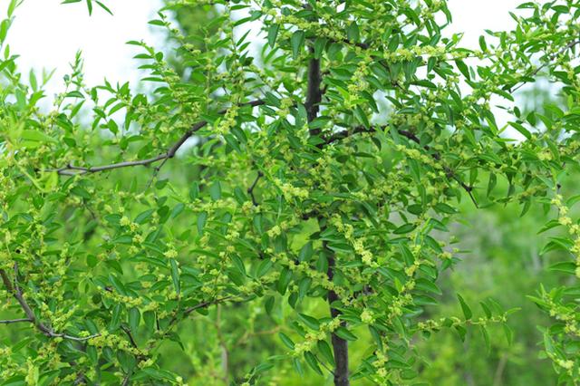枣树栽培技术 枣树开花的习性