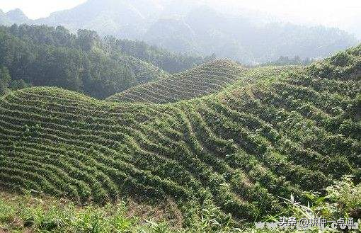 油茶种植现状及高产栽培技术，茶农请收好