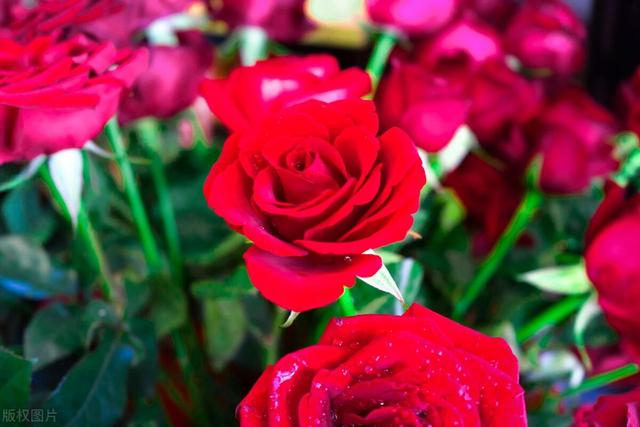 盆栽玫瑰花怎么家庭养？如何促开花？对人体健康有无影响