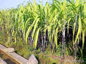 种植甘蔗条件(关于甘蔗栽培的条件，至少满足这些方面，产量才可以保证)