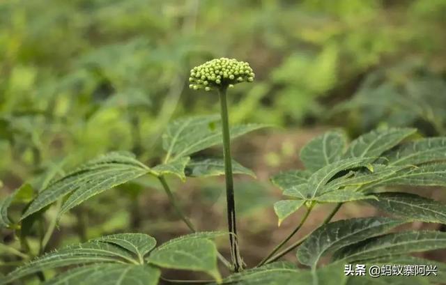 云南文山，是国内最适合种植三七的地方，也是中国的“三七之乡”
